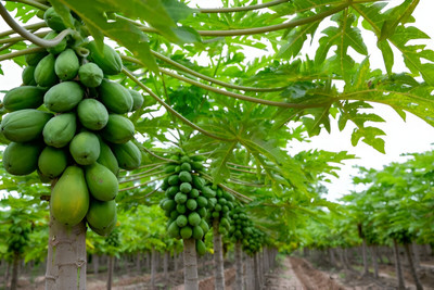 Seedsilk Store Thai Papaya Hybrid Variety Dwarf Fruit Seed(300 per packet)