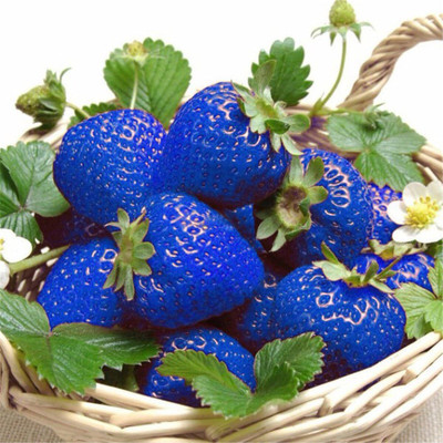 KNESSiN Blue Strawberry Seeds for Planting,Rare Non-GMO Seed(50 per packet)