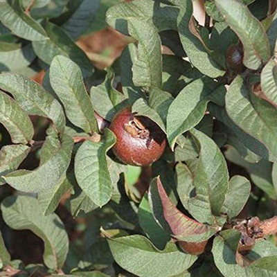 Aywal Guava Seed(15 per packet)