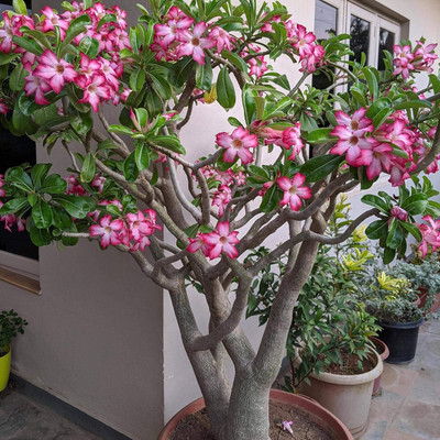Qualtivate LX-391 red Desert Rose Seeds Seed(30 per packet)