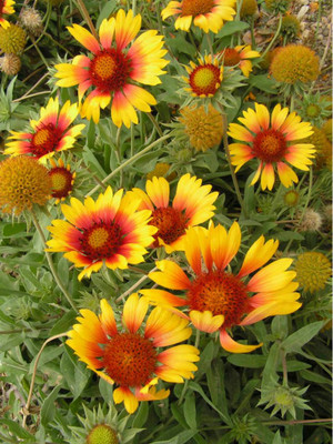 SEEDSSIDE Gaillardia-aristata-Common-Blanket Seed(20 per packet)