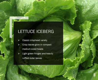 CYBEXIS LETTUCE ICEBERG Seed(1000 per packet)