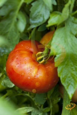 CYBEXIS Beefsteak Tomato Varieties—'Mortgage Lifter'2000 Seeds Seed(2000 per packet)