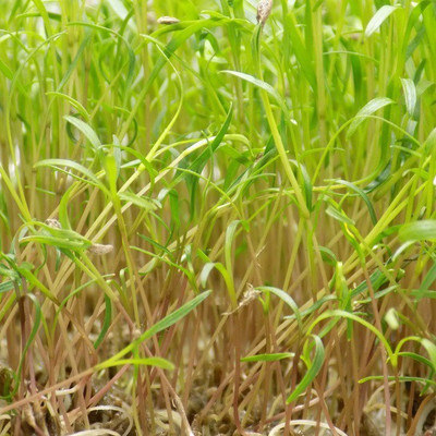 CYBEXIS YELLOW CARROT MICROGREENS SEEDS400 Seeds Seed(400 per packet)