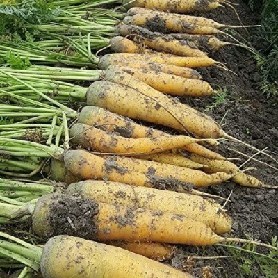 VibeX GUA-49 - Carrot Yellow Stone - (2250 Seeds) Seed(2250 per packet)