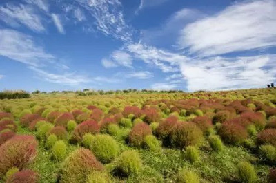MAA Kochia Grass Seed(108 per packet)