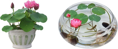 CRGO ™ XII-120 Pond Plants - Water Lilies - Aquatic Plants Seed(50 per packet)