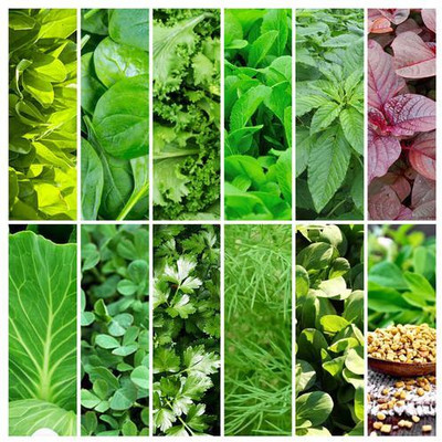 Seedsqlty Seeds for gardening green leafy vegetables , 6 type Seed(60 per packet)