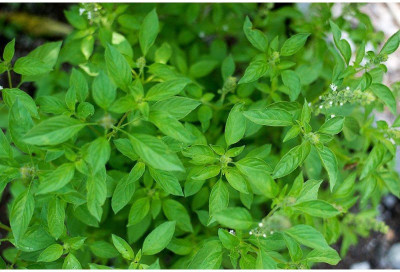 WILLVINE VXI-9 Lime Basil Seeds Seed(1000 per packet)