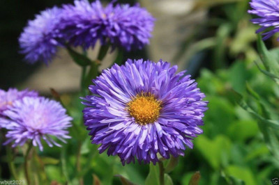 CYBEXIS TLX-75 - Showy Fleabane Daisy - (540 Seeds) Seed(540 per packet)