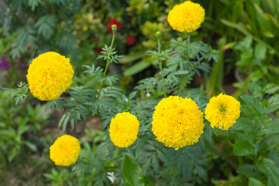 BULKY TRADE marigold/gende ka phool flower seeds Seed(50 per packet)