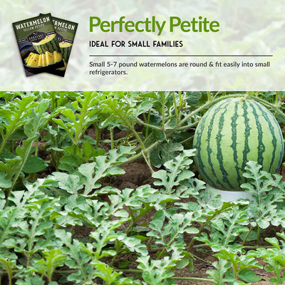 VibeX XLL-86 - Yellow Petite Watermelon - (1350 Seeds) Seed(1350 per packet)