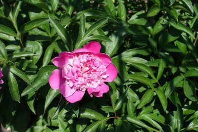 XOLDAA balsam frower Seed(15 per packet)