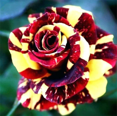 VibeX ® XXL-512 Double Petal Rose Mixed Color Seeds Seed(50 per packet)
