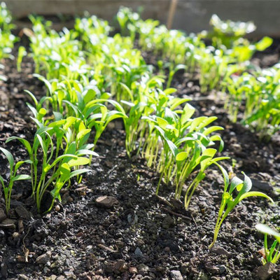 Biosnyg Dhaniya [2000 Seeds] Seed(2000 per packet)
