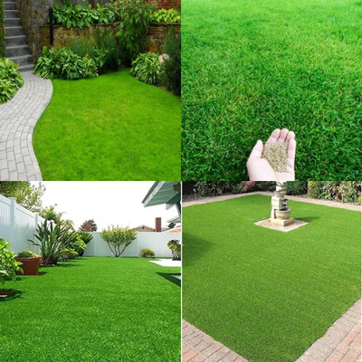 ibains American grass seeds for lawn bij 5200 Seed(5200 per packet)