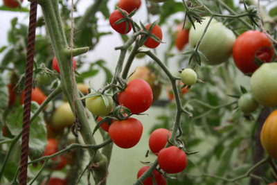 Aam beej tomato Seed(30 per packet)