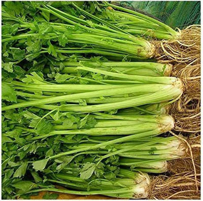 CYBEXIS Hybrid Celery Seeds2800 Seeds Seed(2800 per packet)