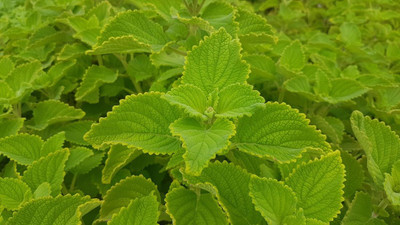 Qualtivate PUAS-15 Bush Basil Seeds Seed(1000 per packet)