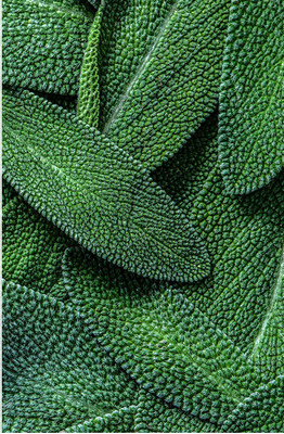 CYBEXIS TLX-58 - Culinary Sage - (1350 Seeds) Seed(1350 per packet)