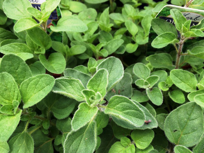 PROWSEED Oregano - Greek Origanum vulgare Seed(100 per packet)