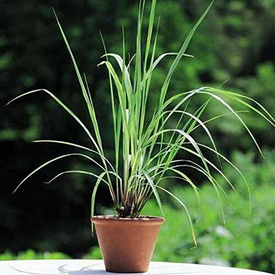 Aywal Lemon Grass Herbs Seed(60 per packet)