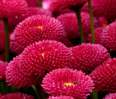 UNIQUE SHINE DEASY POMPONETTE RED FLOWER SEEDS PLANT Seed(100 per packet)