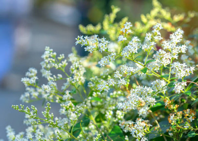 FRESHO gypsophila flower Seed(100 per packet)