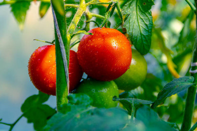 gothali tomato Seed(70 per packet)