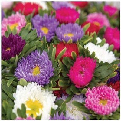 CYBEXIS Callistephus chinensis 'Matsumoto Mix' / China Aster/Half Hardy Annual Seed(50 per packet)