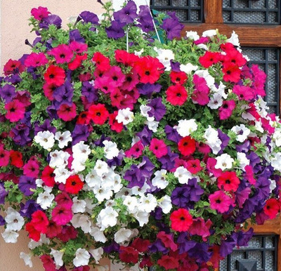 ALPINE HYBRIDE SEEDS Petunia Mixed Seed(50 per packet)