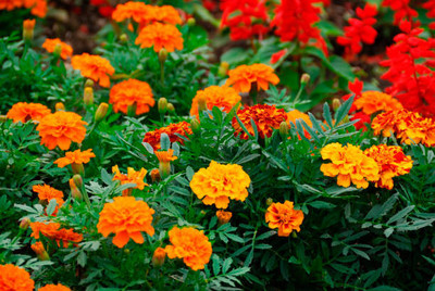TORPPEZA marigold/gende ka phool flower seeds Seed(50 per packet)