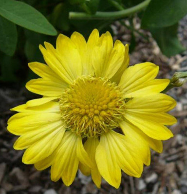 Quentova YELLOW GAILLARDIA (Blanket Flower Seed(40 per packet)