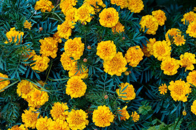 Arshisyat marigold/gende ka phool flower seeds Seed(75 per packet)