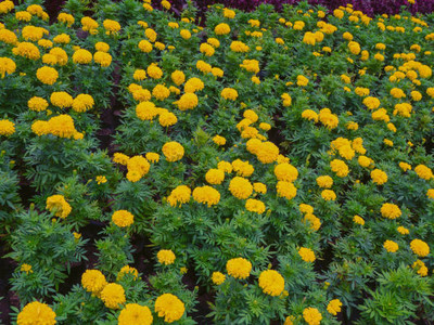 Fedrigoni marigold/gende ka phool flower seeds Seed(50 per packet)