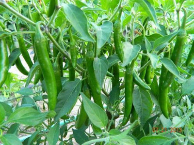 WILLVINE Seeds of Hybrid Chilli Pepper High Yield Green long Variety-[3000 Seeds] Seed(3000 per packet)
