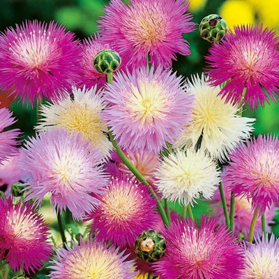 EVEMP Sweet Sultan Flower Mixed Seed(50 per packet)