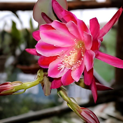 SHYAM 1 Halthy Beautiful Live Night queen Tree Plant Seed(1 per packet)