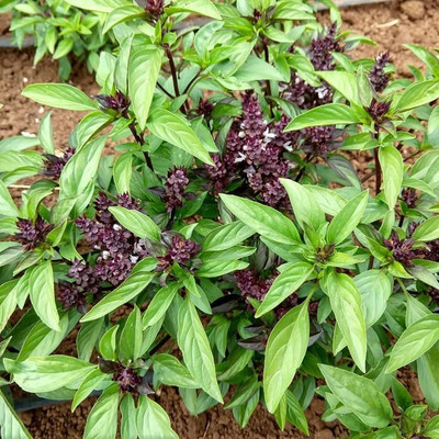 VibeX ® XLR-57 Licorice Basil Herb Seeds Seed(1000 per packet)