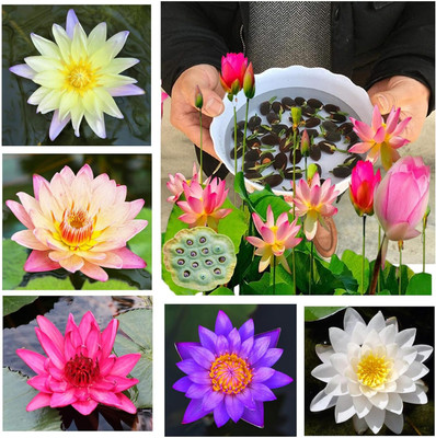 LPR LOTUS,KAMAL Seed(20 per packet)