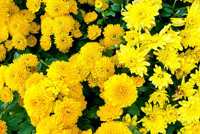 Auricchio marigold/gende ka phool flower seeds Seed(75 per packet)