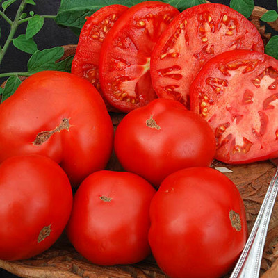 VRAKSHA Tomato Seed(1500 per packet)