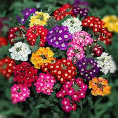BJUBAS Verbena bampton seeds pack of 22 Seed(22 per packet)