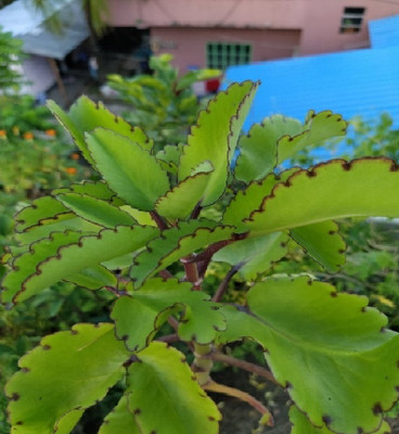 wequality Bryophyllum leaf plant/Pathorkuchi leaf plant seeds/Pathorchatta plant Seed(2 per packet)