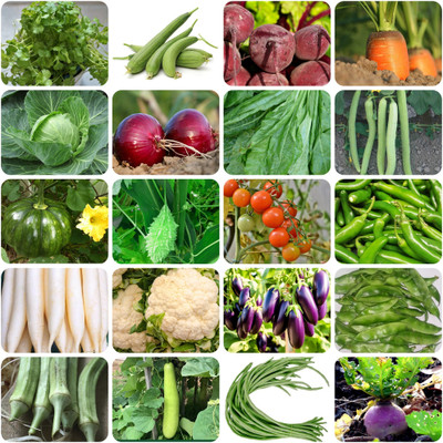 DECORPLIX Vegetable seeds combo Seed(100 per packet)