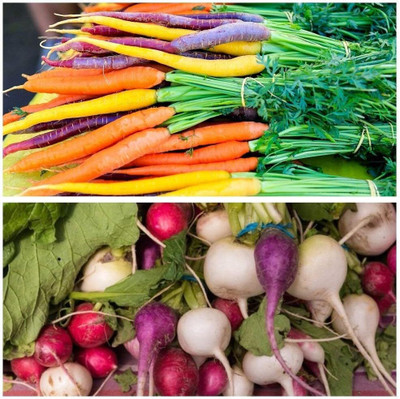 WILLVINE Multicolour Carrot and Multicolour Radish-[2000 Seeds] Seed(2000 per packet)