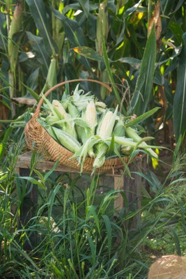 WILLVINE SCI -X Sweet Corn Gotta Have It Hybrid Pkt-[250g] Seed(1000 per packet)