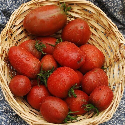 KNESSiN F1 Hybrid Purple Russian Tomato Seeds For Kitchen Gardening - (400 Seeds) Seed(400 per packet)