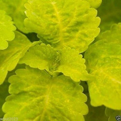 Qualtivate GBPUT-85 YELLOW Coleus Seeds Chartreuse leaves with softer yellow veins Seed(100 per packet)