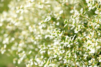 Plantzone gypsophila flower Seed(50 per packet)